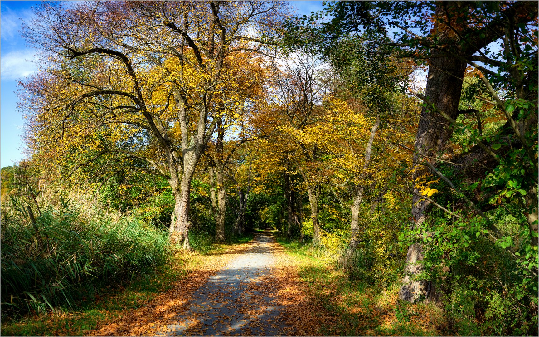 Weg im Naturschutzgebiet Mönchbruch