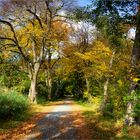 Weg im Naturschutzgebiet Mönchbruch