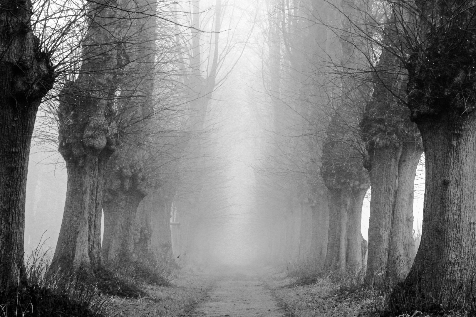 Weg im Nebel Foto & Bild | nebelstimmungen, wetter, nebel ...