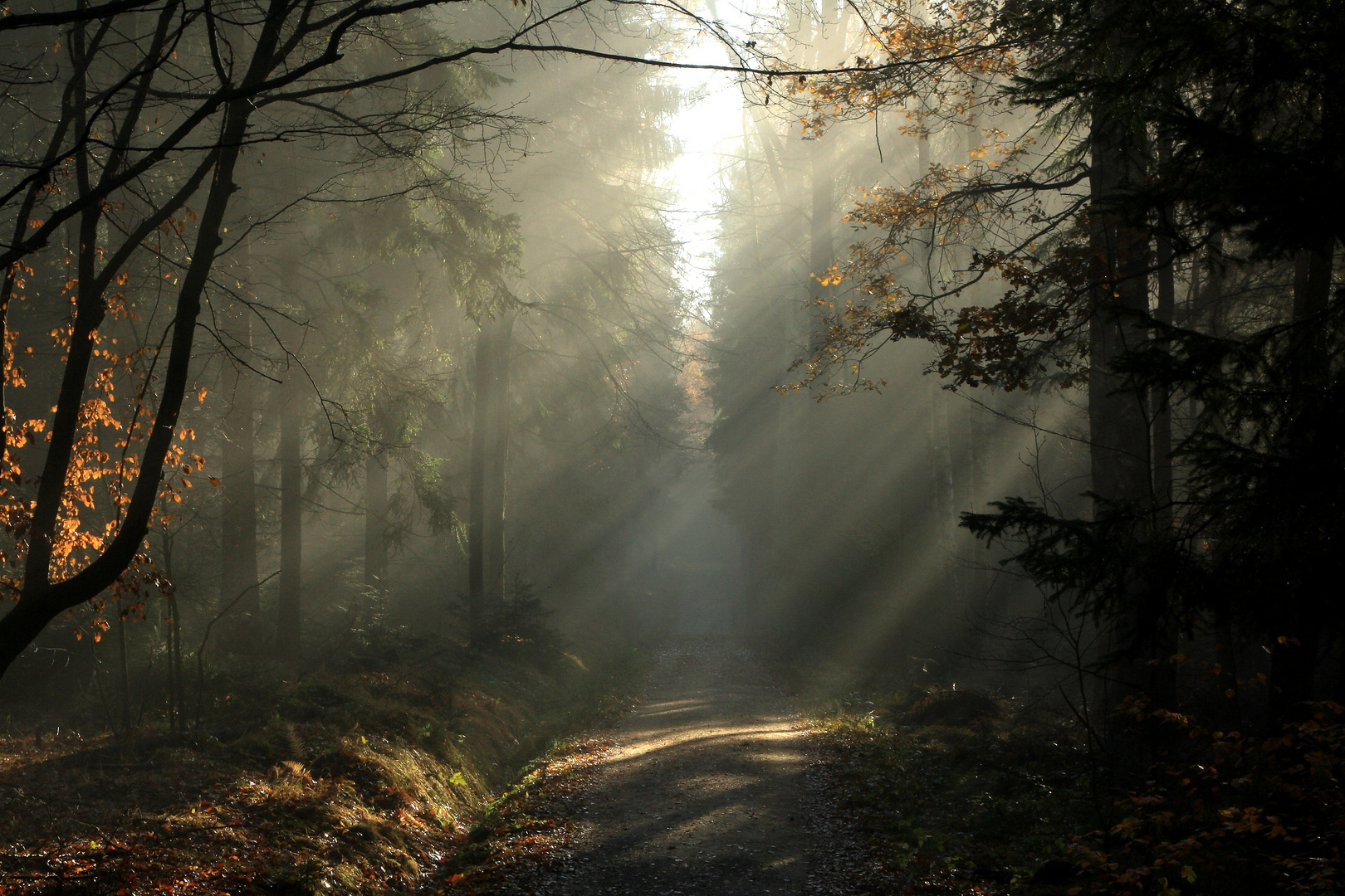 Weg im Nebel