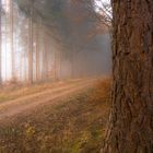 Weg im Novemberwald