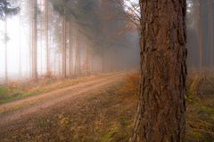 Weg im Novemberwald