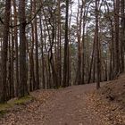 Weg im Pfälzer Wald