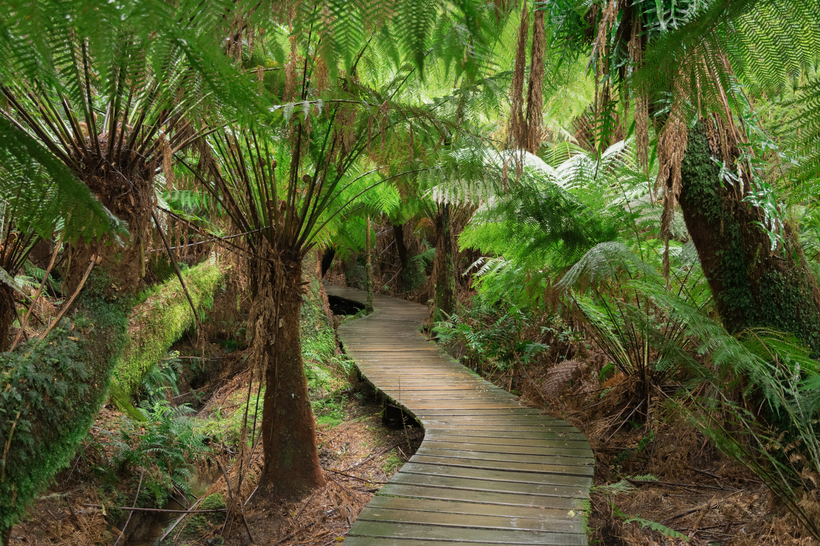 Weg im Regenwald