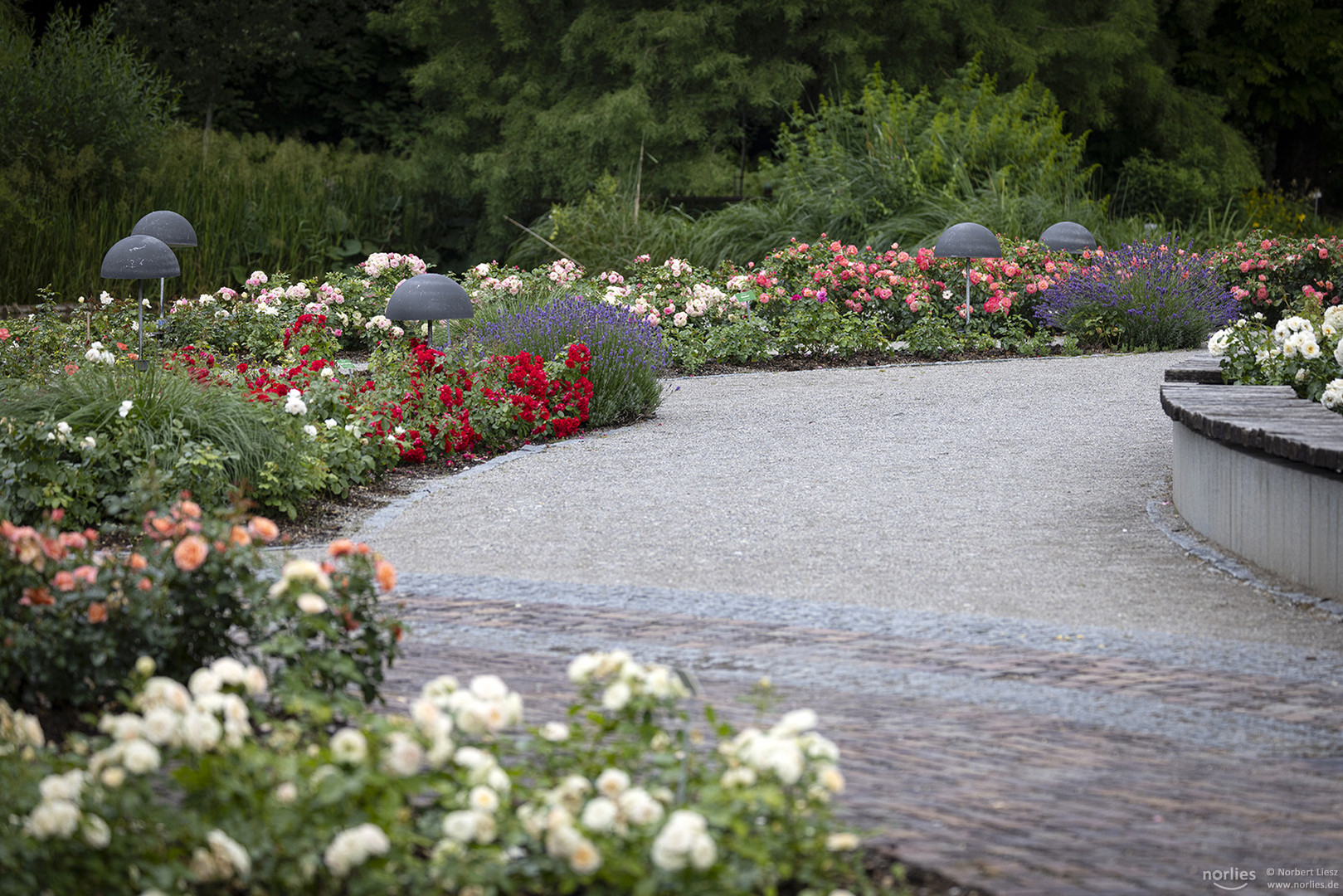 Weg im Rosengarten