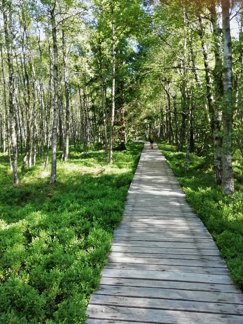 Weg im Roten Moor (IMG_20190628_093610_ji)