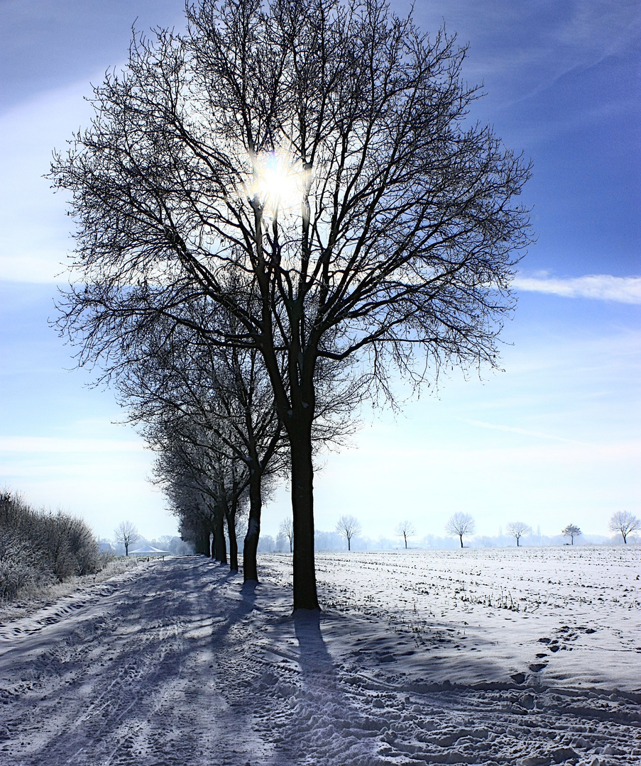 Weg im Schnee mit Wintersonne