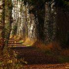 Weg im Schwenninger Moos