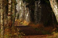 Weg im Schwenninger Moos