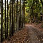 Weg im Siebenmühlental