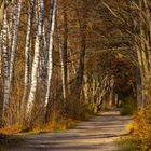 Weg im Siebentischwald