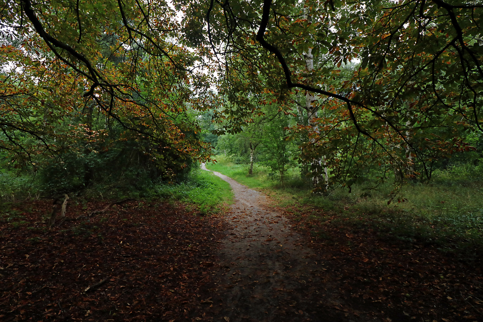 Weg im Spätsommer