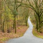 Weg im Spandauer Forst (Berlin)