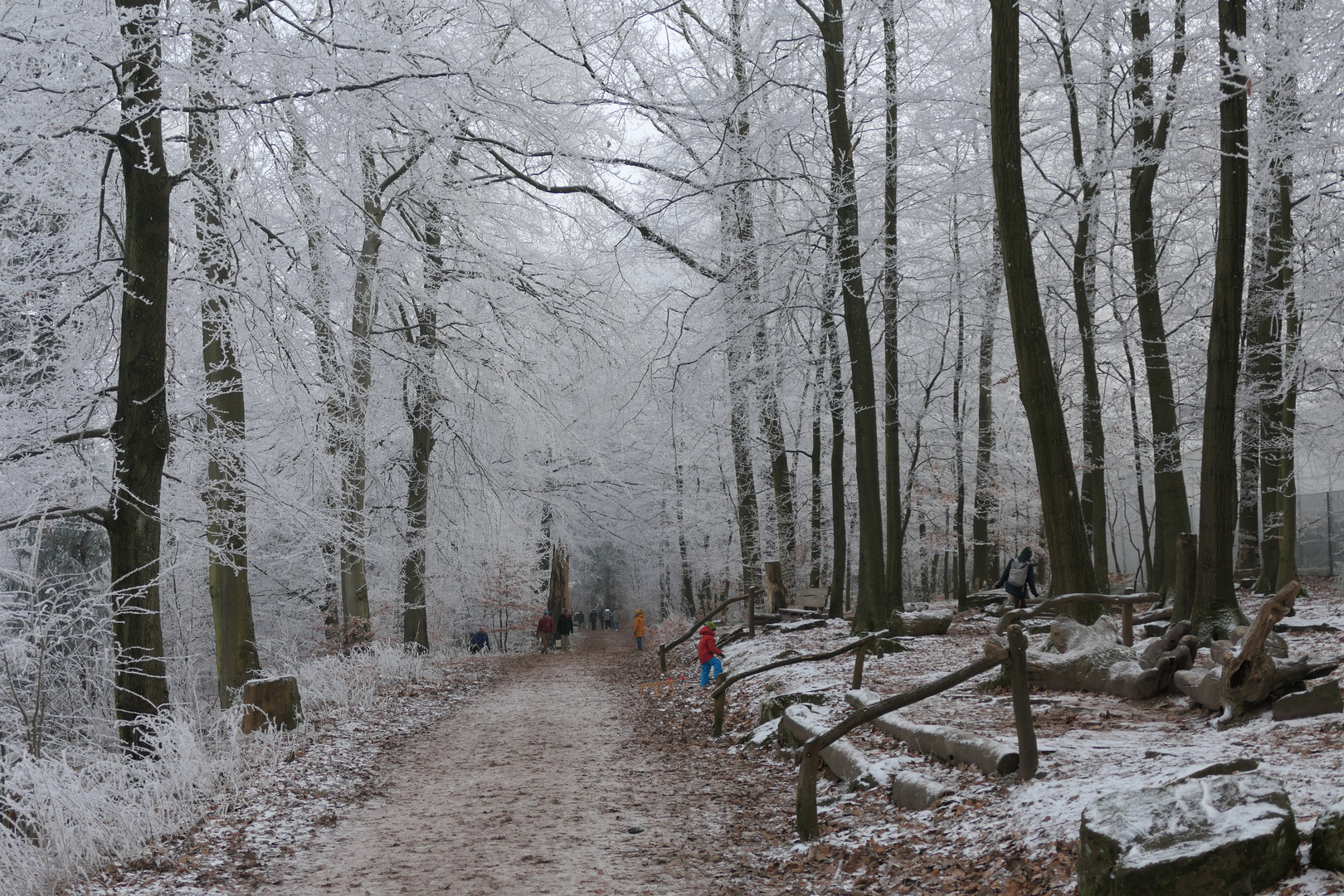 Weg im verschneiten Wald