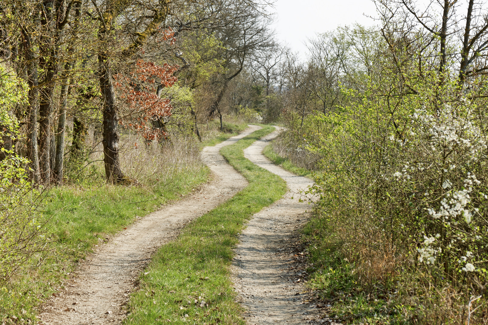 Weg im Vorfrühling