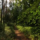 Weg im Wald