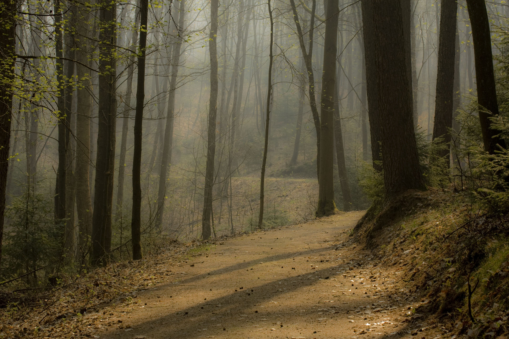 Weg im Wald