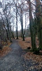 Weg im Wald von Varel...dramatisch verzerrt