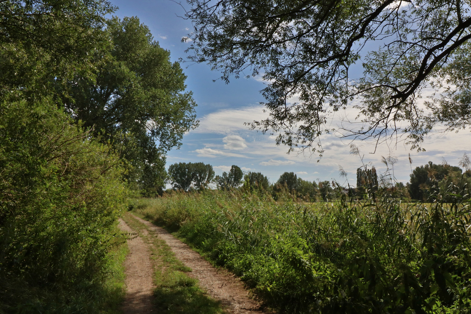 Weg im Wiesengrund