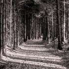 Weg im Winterwald