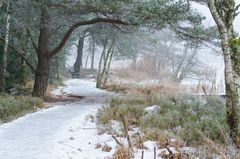 Weg im Wurzacher Ried