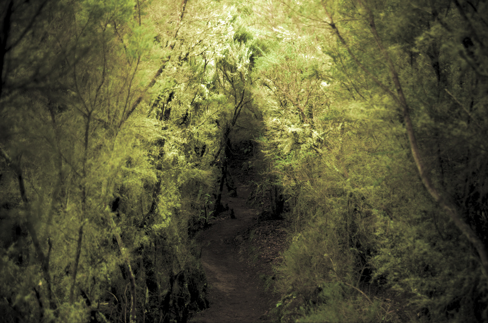 Weg im Zauberwald, La Gomera