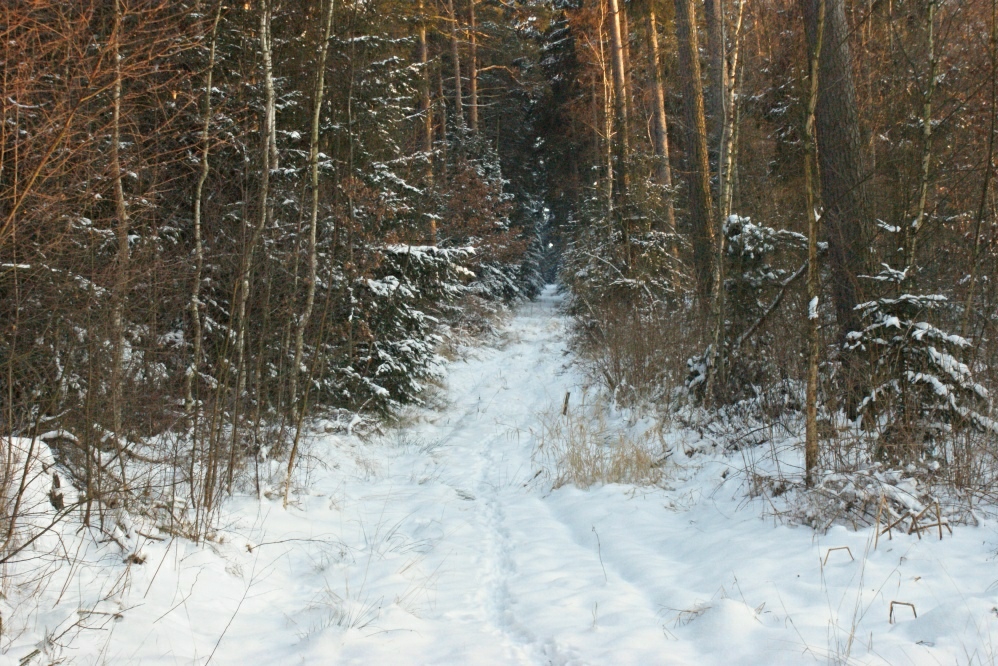 Weg in dem Wald