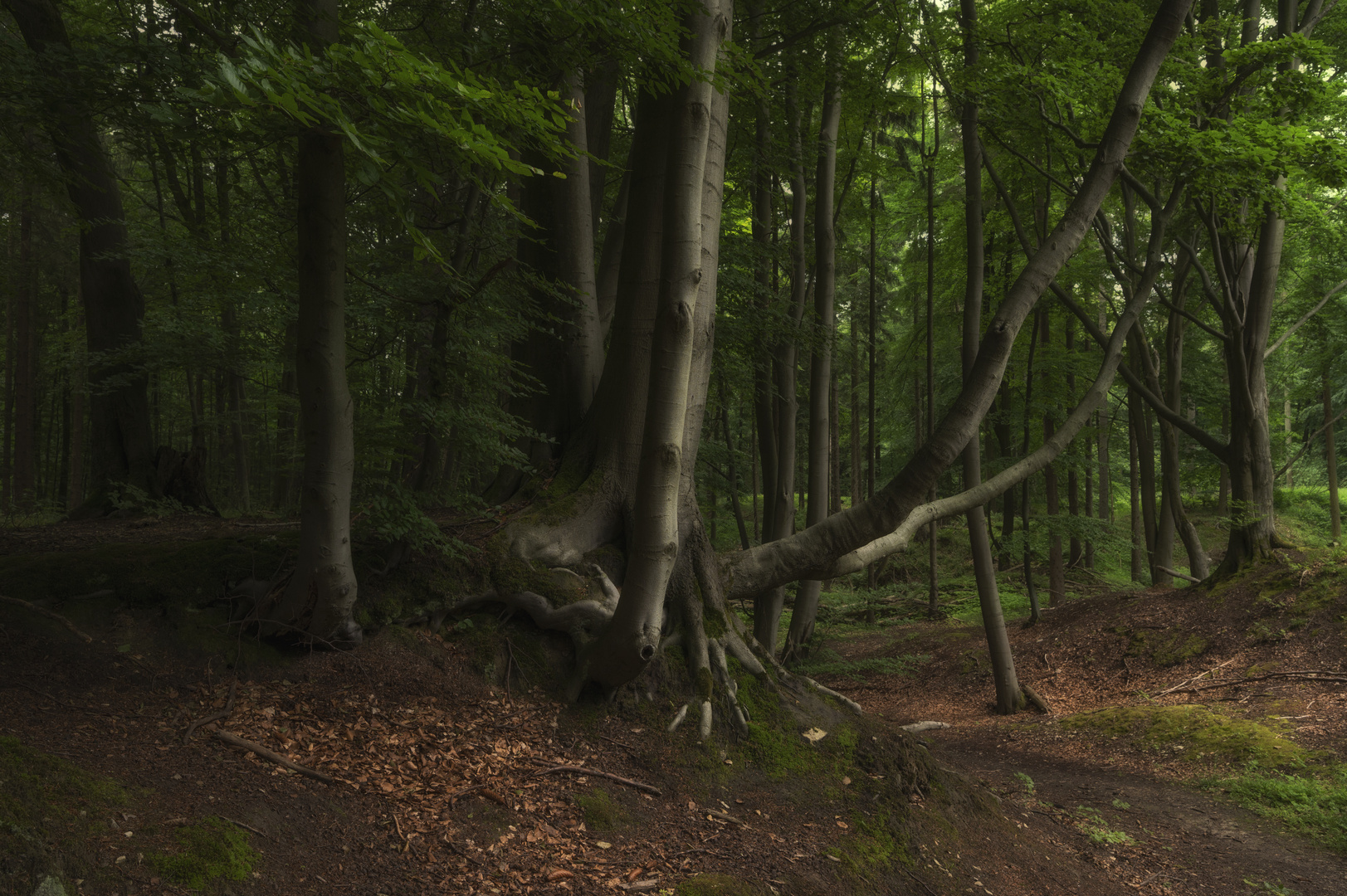 Weg in den alten Steinbruch