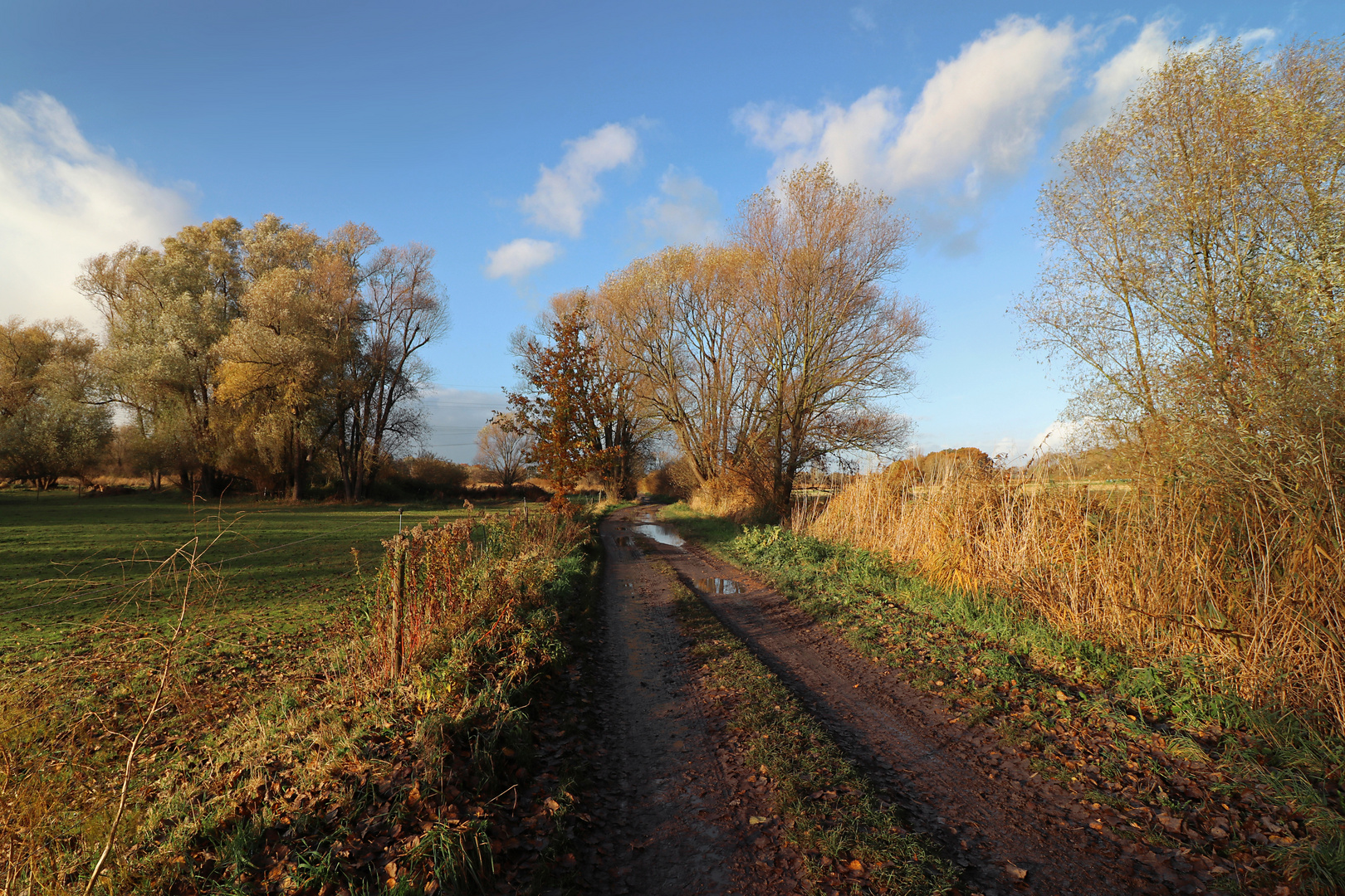 Weg in den Auwiesen