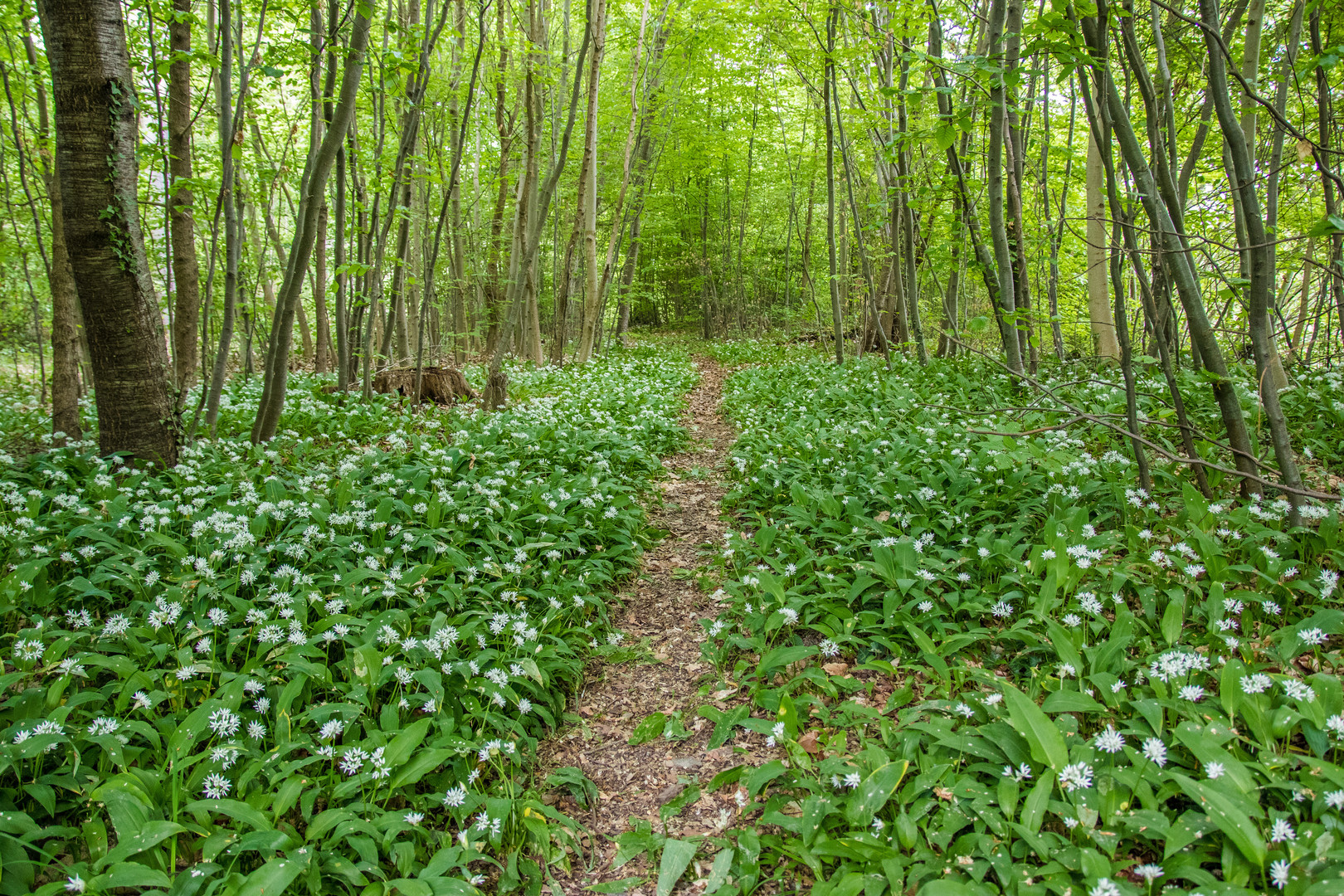 Weg in den Bärlauchwald