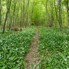 Weg in den Bärlauchwald