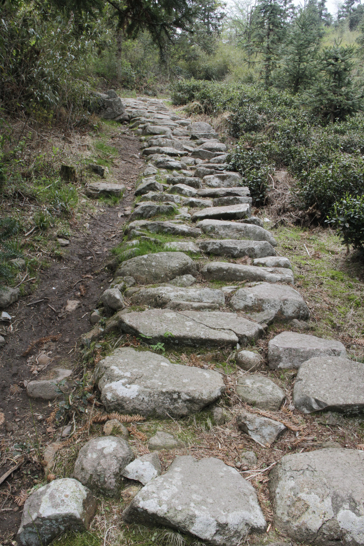 Weg in den Bambuswald