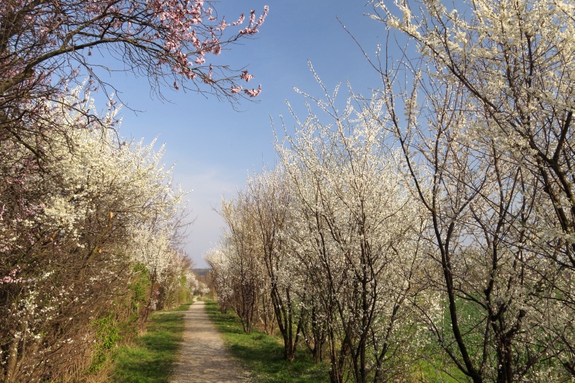 Weg in den Frühling