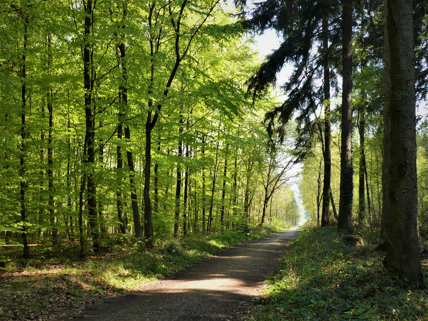 weg in den frühling