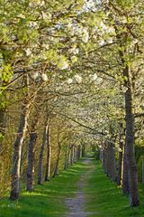 Weg in den Frühling.