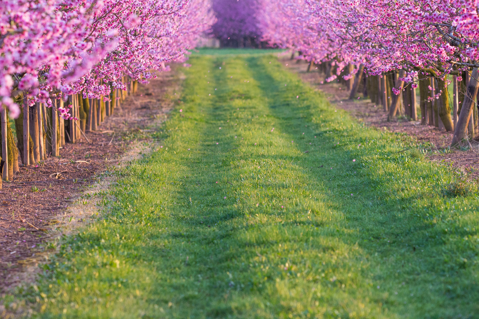 Weg in den Frühling