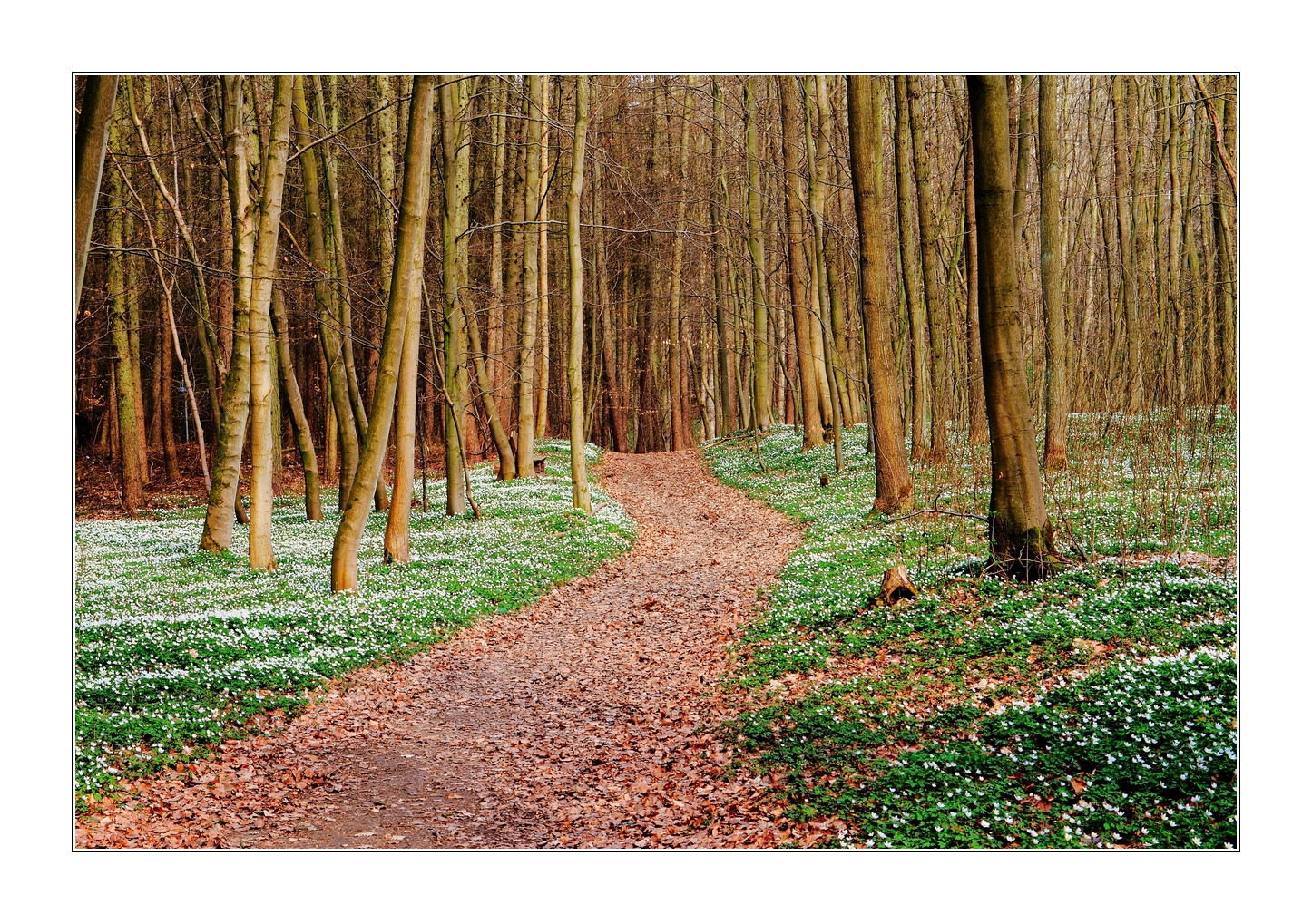 Weg in den Frühling