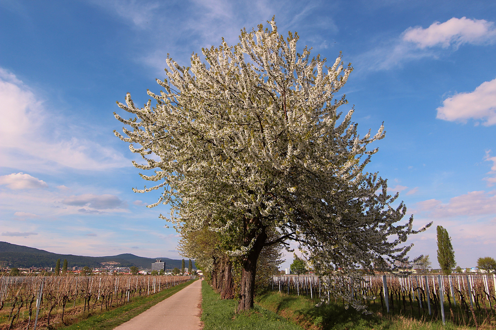 Weg in den Frühling No. 1