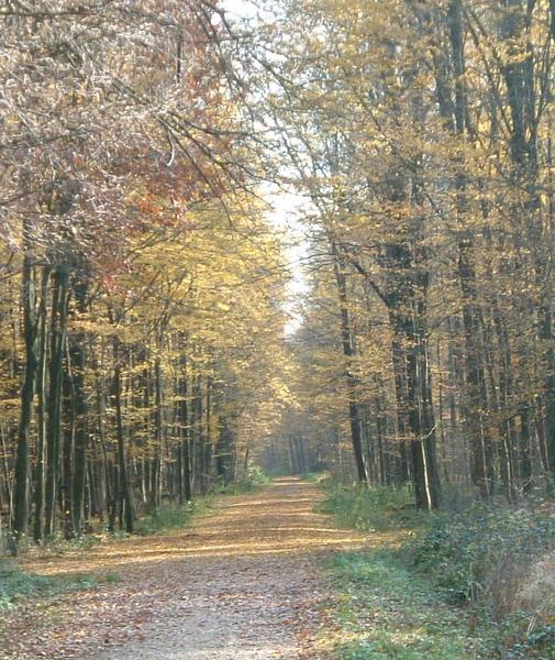 Weg in den Herbst