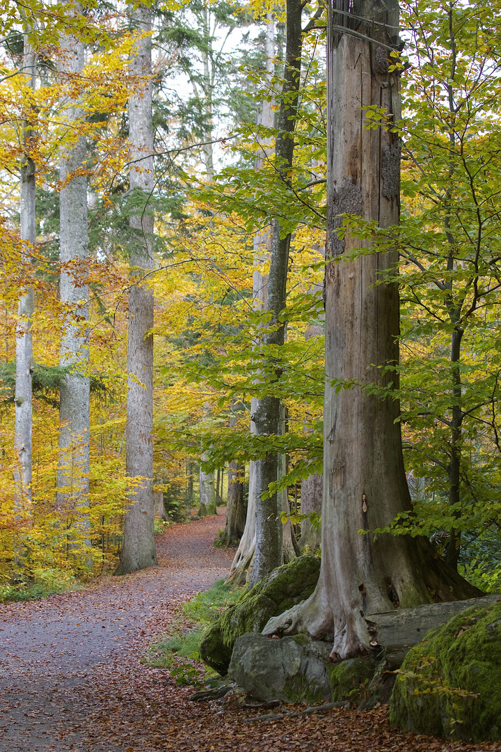 weg in den Herbst...