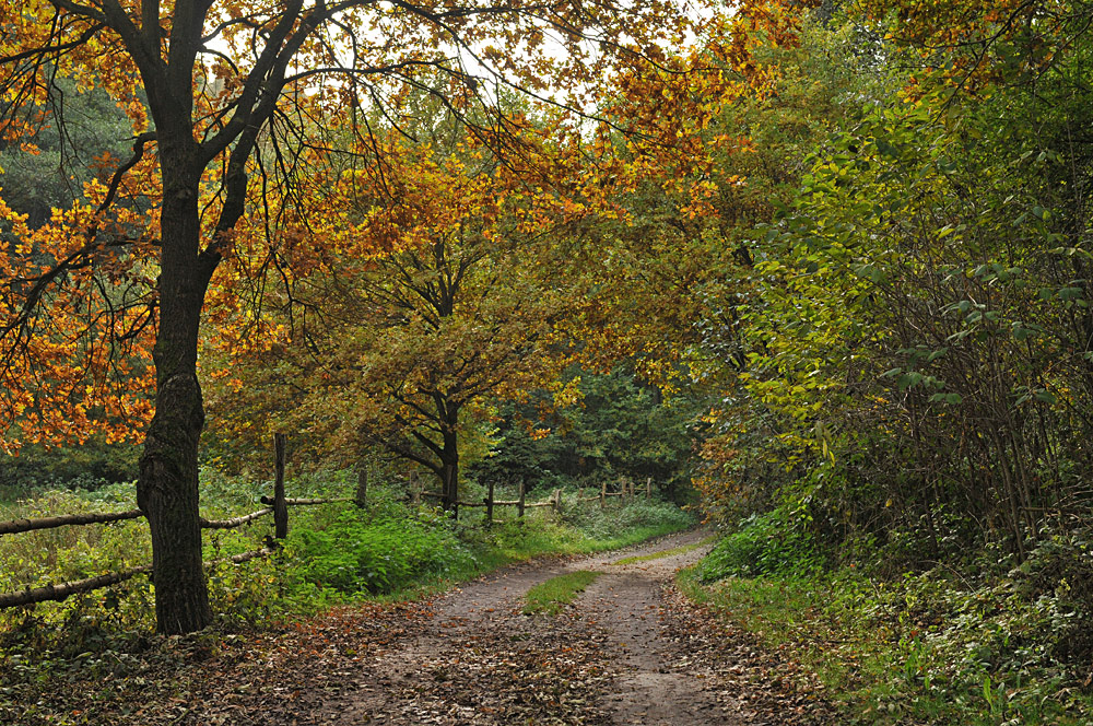 Weg in den Herbst