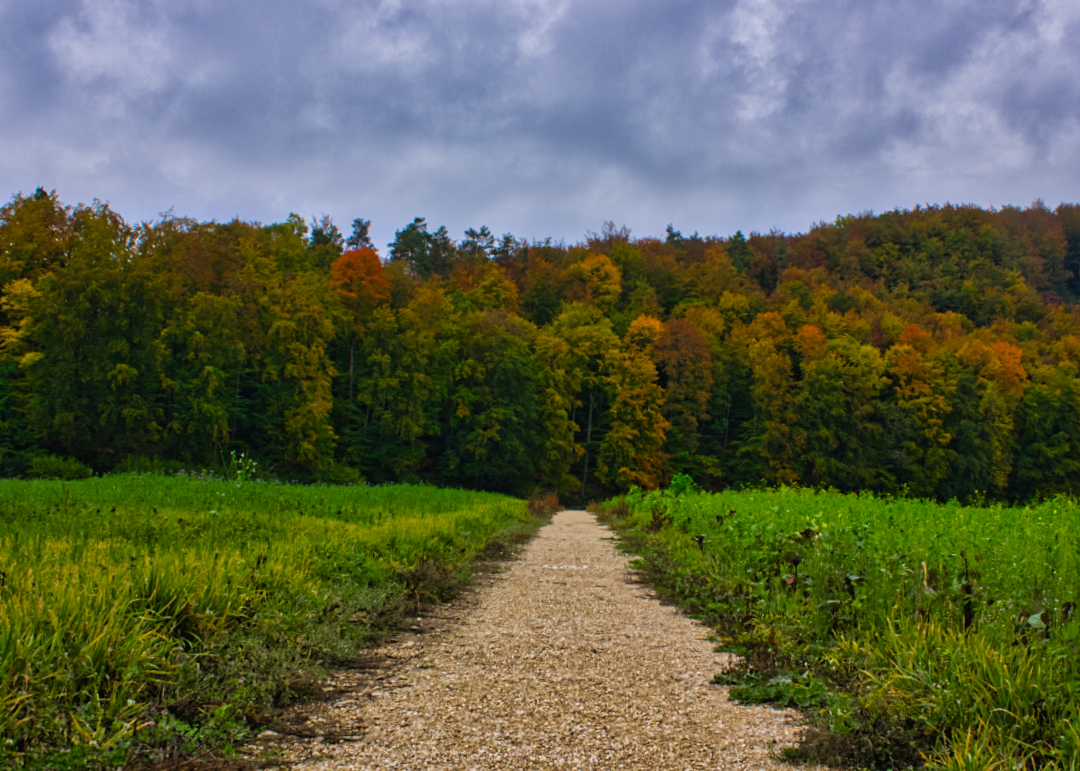 Weg in den Herbst hinein