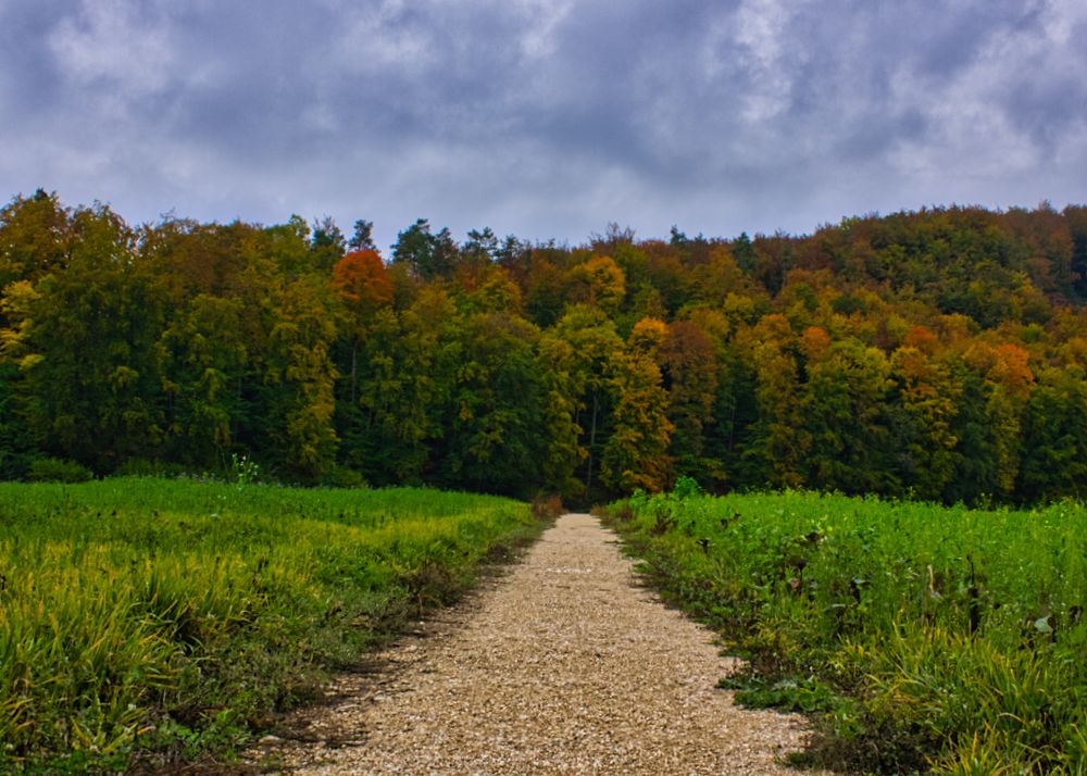 Weg in den Herbst hinein Foto & Bild jahreszeiten, herbst, wald