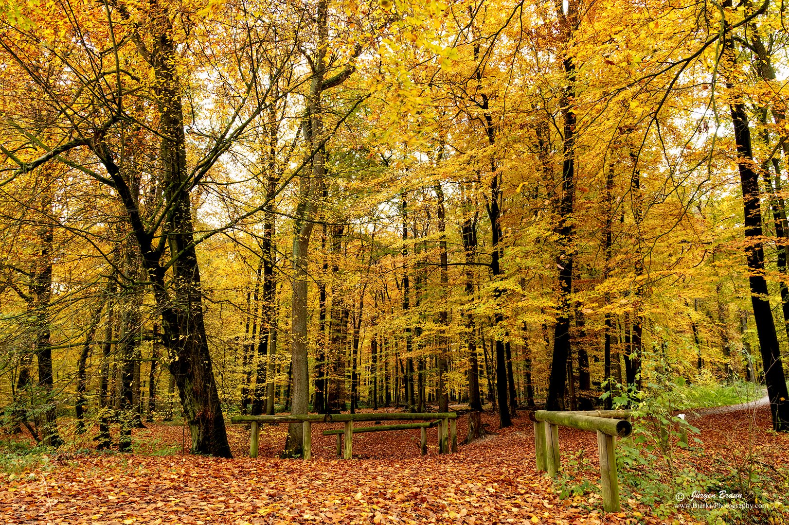 Weg in den Herbstwald