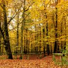 Weg in den Herbstwald