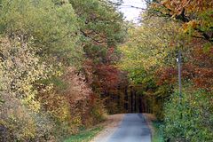 Weg in den Herbstwald