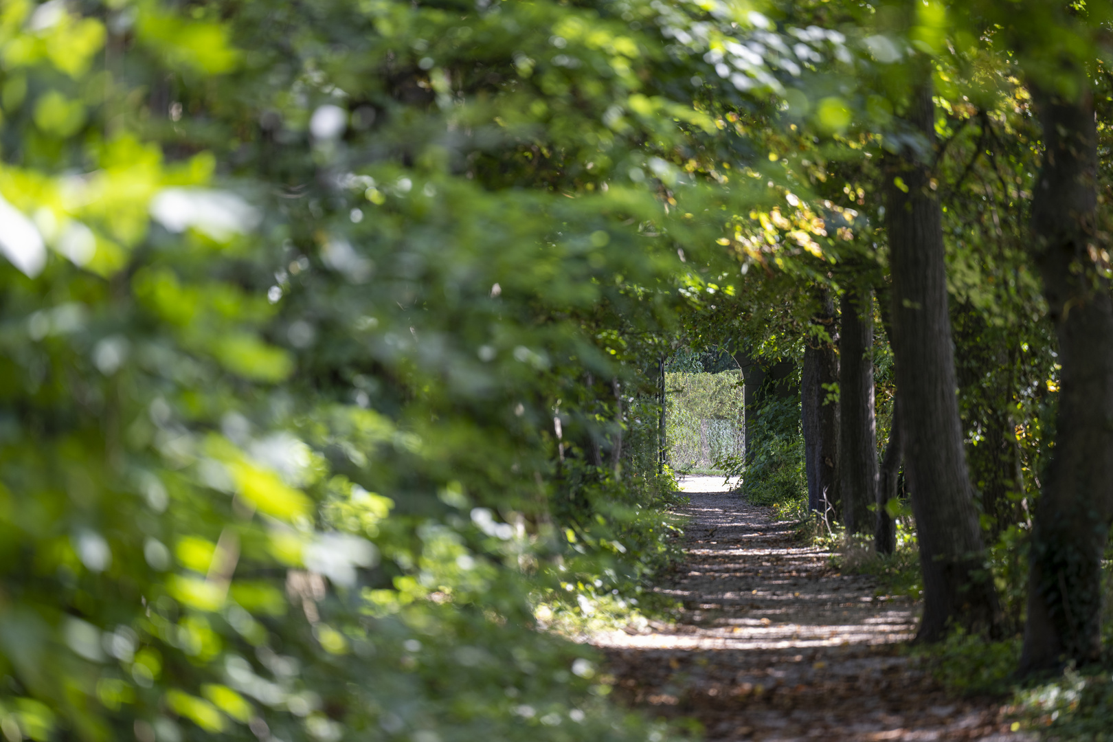 Weg in den Irrhain