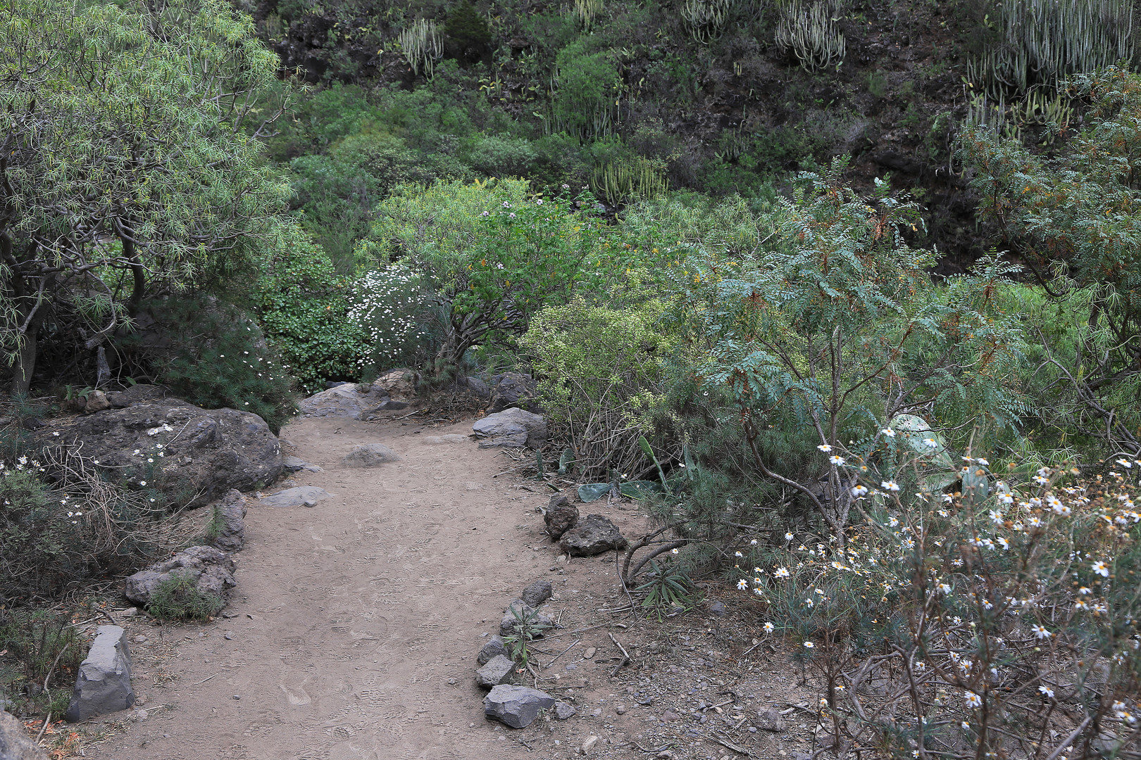 weg in den kanarischen garten