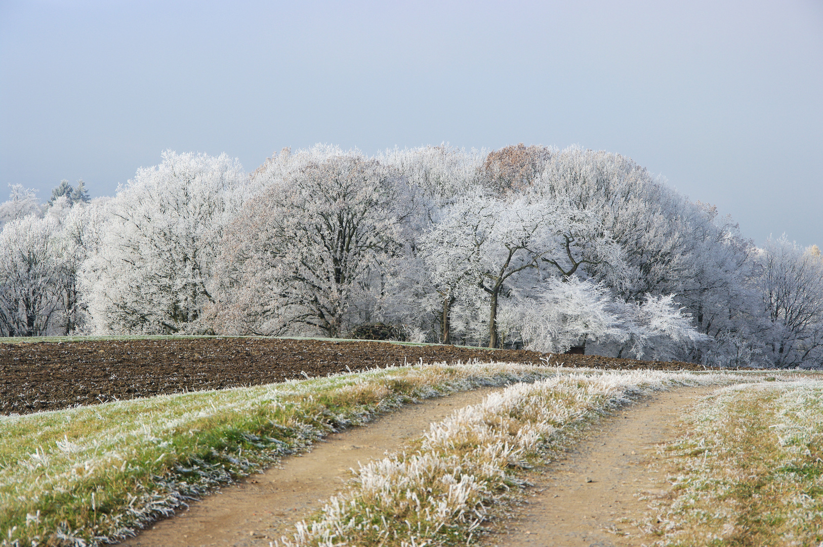 Weg in den Kristallwald