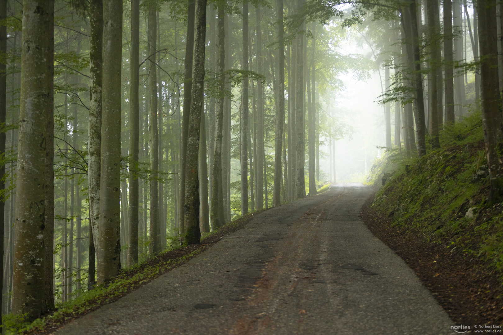 Weg in den Nebel